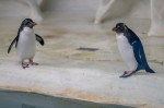 gradina zoo ungaria