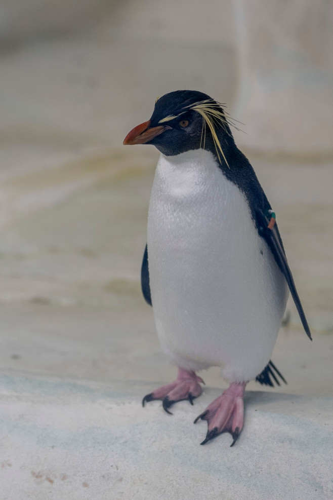 gradina zoo ungaria