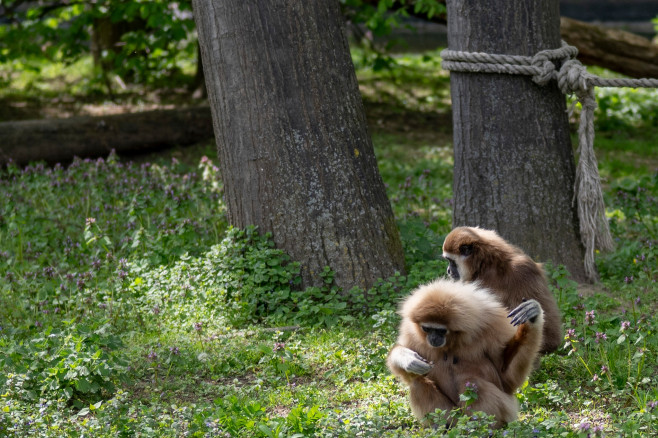 gradina zoo ungaria