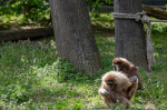 gradina zoo ungaria