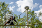 gradina zoo ungaria