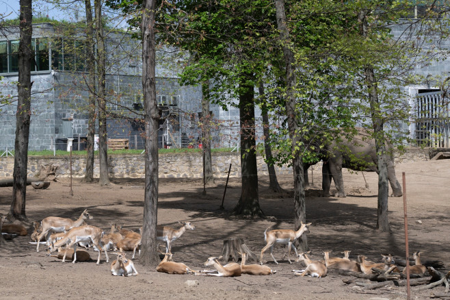 gradina zoo ungaria