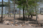 gradina zoo ungaria