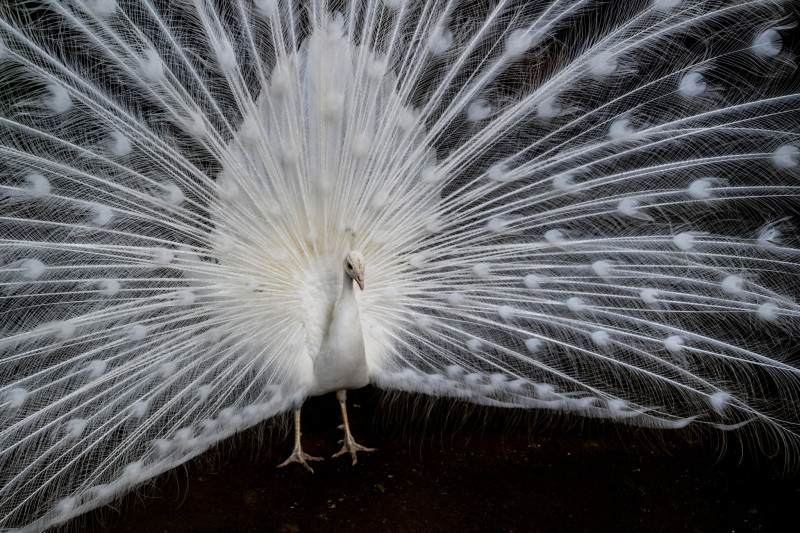 gradina zoo ungaria