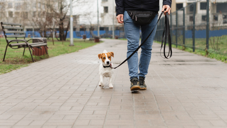 Adorable,Jack,Russell,Terrier,Dog,Walking,With,His,Owner,On