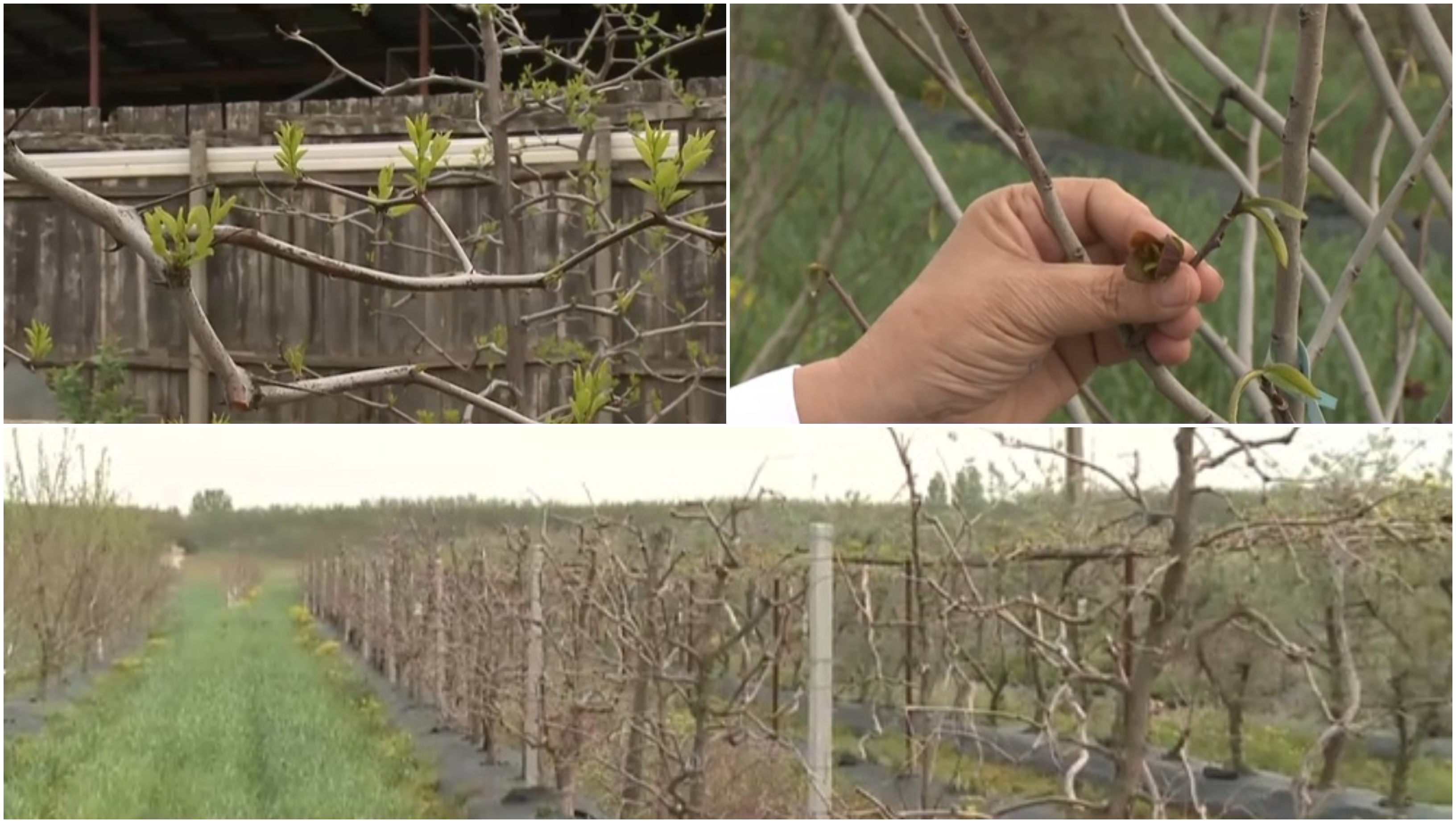 Arborii exotici care au câștigat pariul cu vremea capricioasă din România. Rezistă mai bine la secetă și ger decât piersicii sau caișii