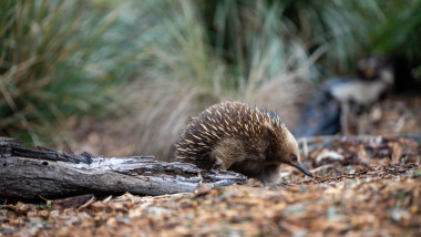 Beautiful,Echidna,In,The,Australian,Bush,,In,The,Tasmanian,Outback.