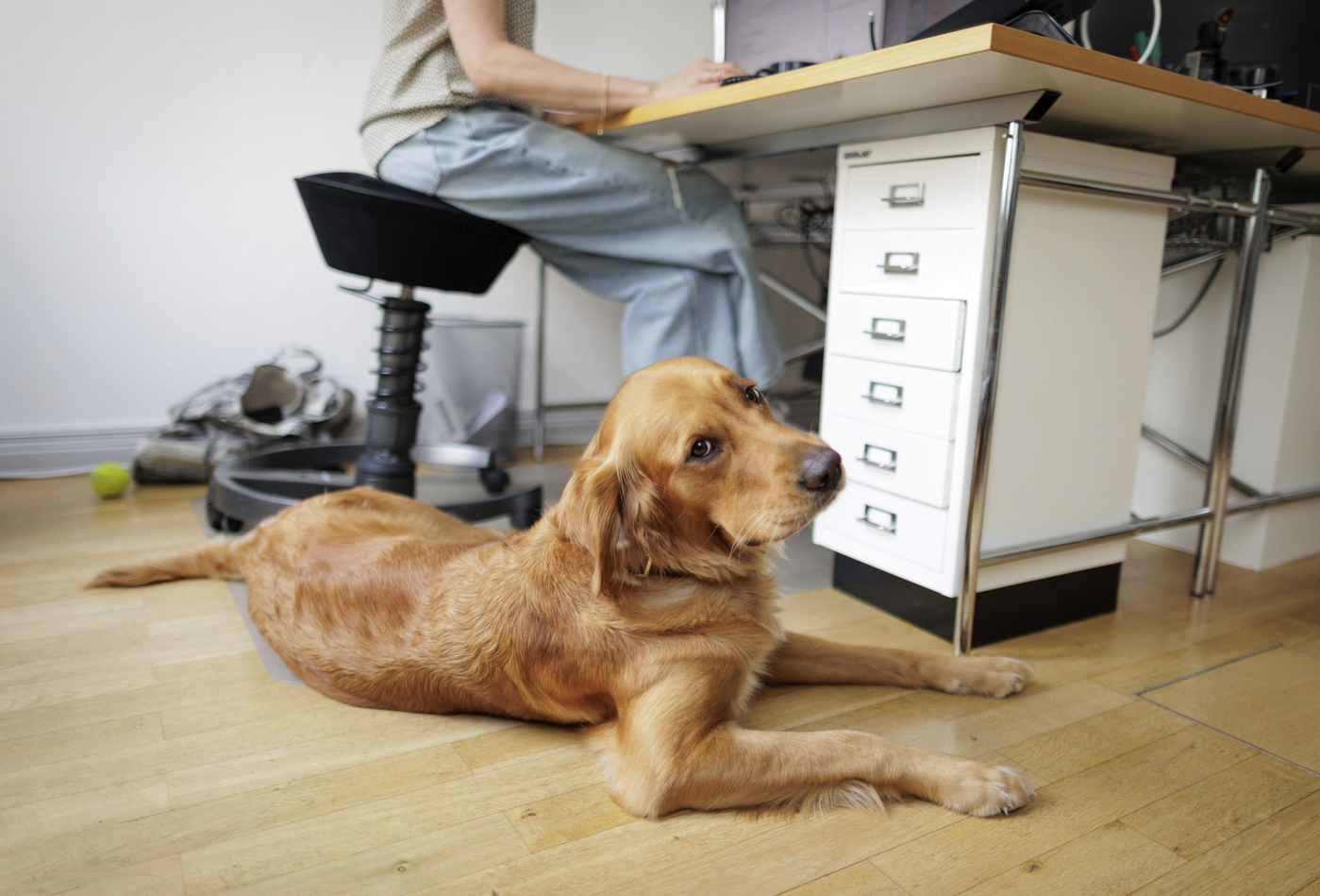 Proprietarii de câini din Berlin refuză microciparea animalelor de companie. Ce a declanșat boicotul împotriva autorităților