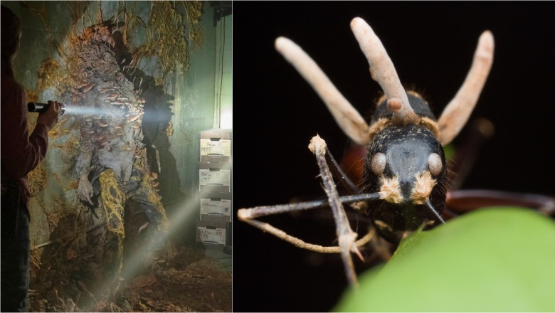 scenă din serialul The Last Of Us / insectă infectată cu o "ciupercă zombi"