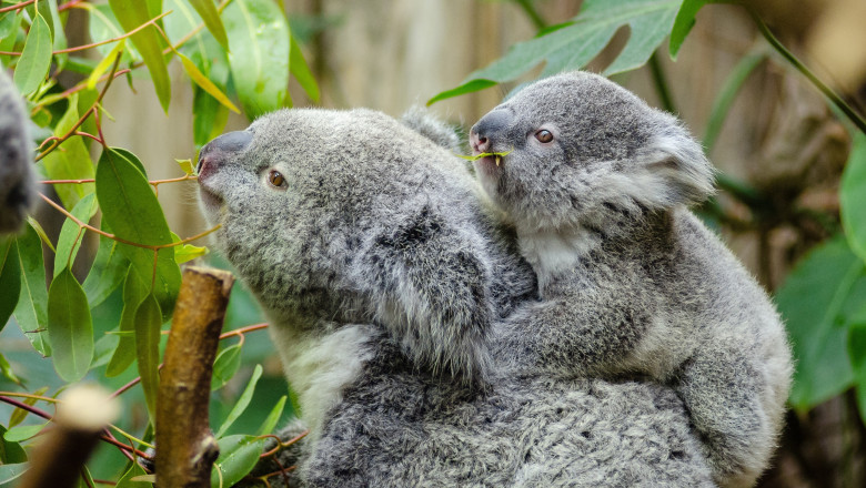 Two,Koalas,Are,Sitting,On,Top,Of,A,Tree.