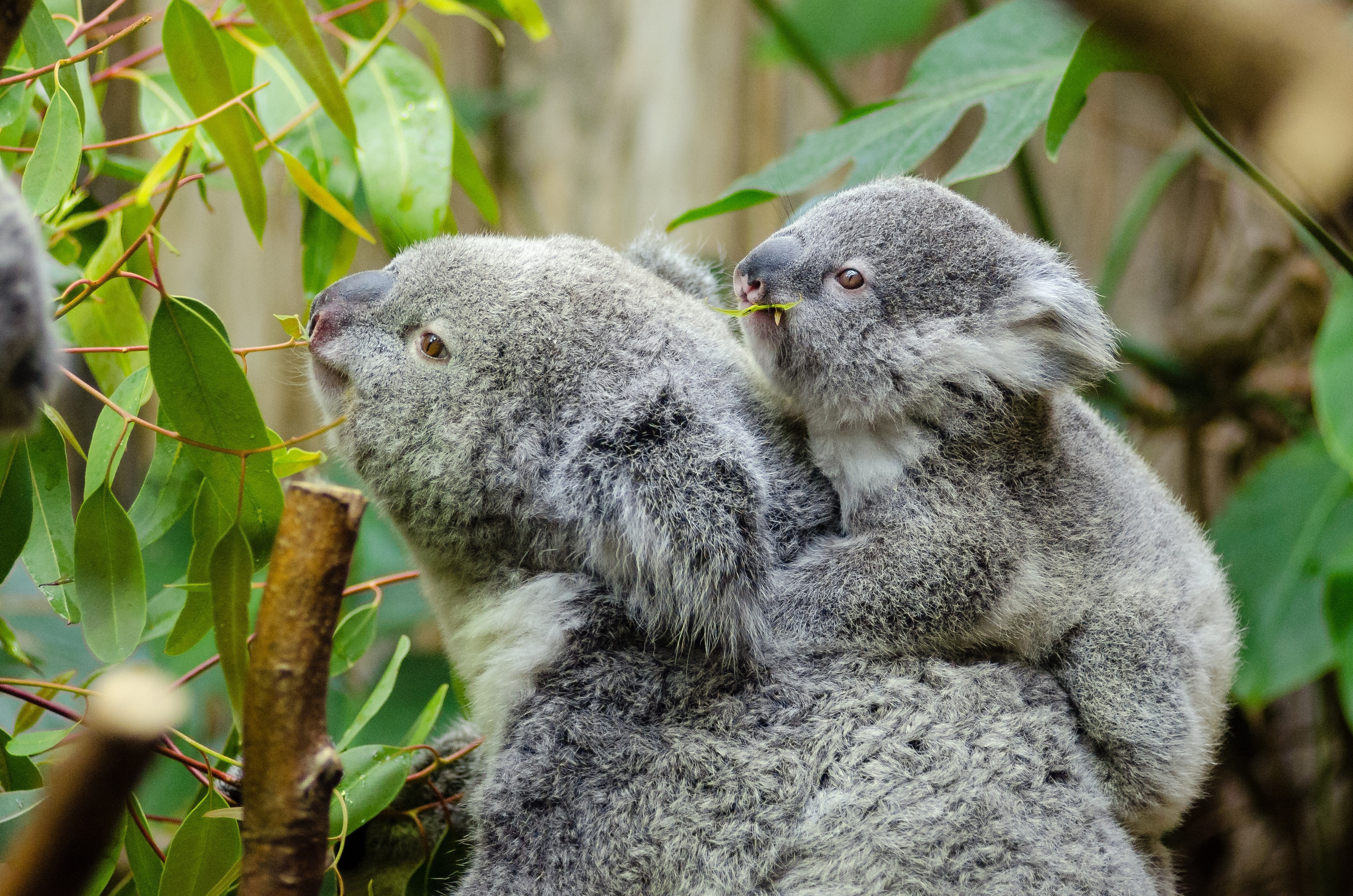 Sute de koala sunt împușcați din elicoptere în Australia. „Mulți pui sunt lăsați să sufere. E dezgustător și crud”. Care este motivul