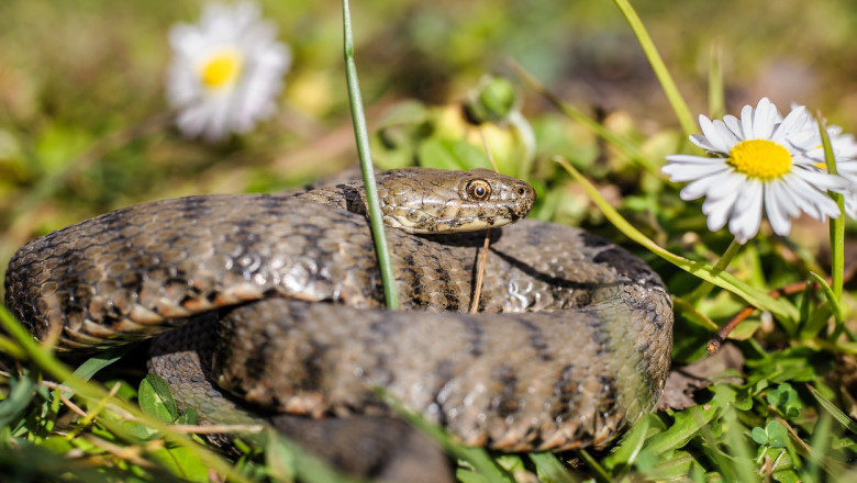 vipera in iarba