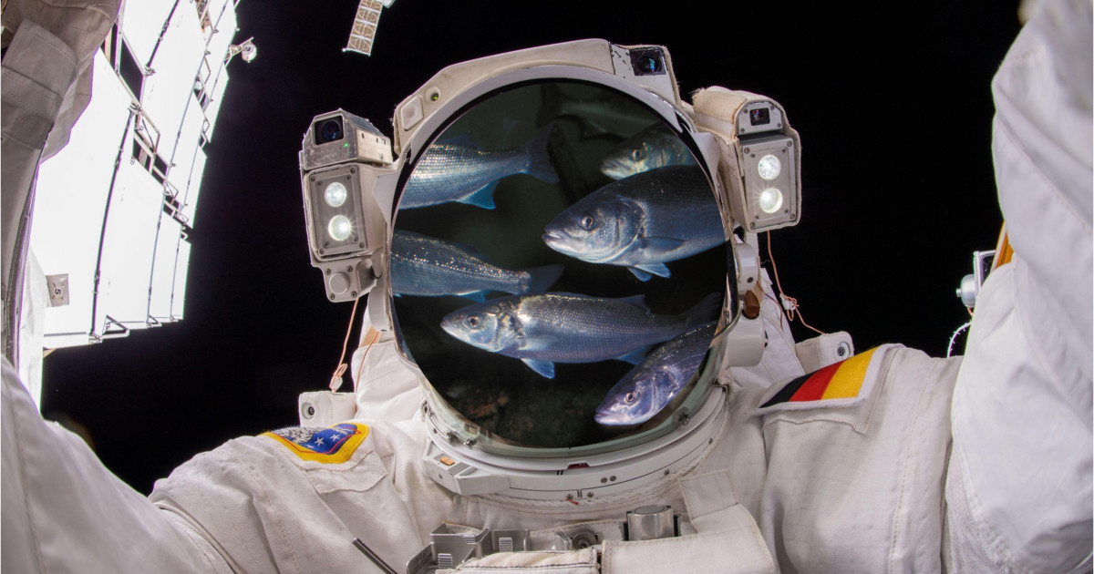Bibani de mare și creveți în spațiu: Cum vor crește astronauții ...