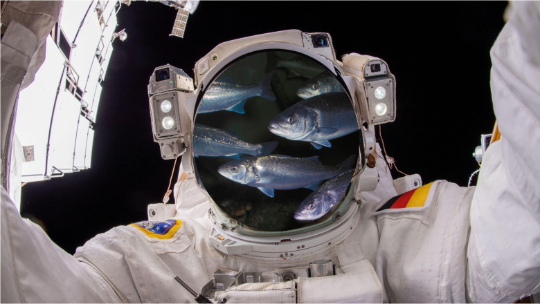 Bibani de mare și creveți în spațiu: Cum vor crește astronauții viitorului pești pe Lună și pe Marte