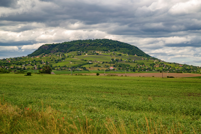 View,Of,Somlo,Vineyard,Region,In,Hungary.