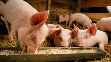 ferma porci porc