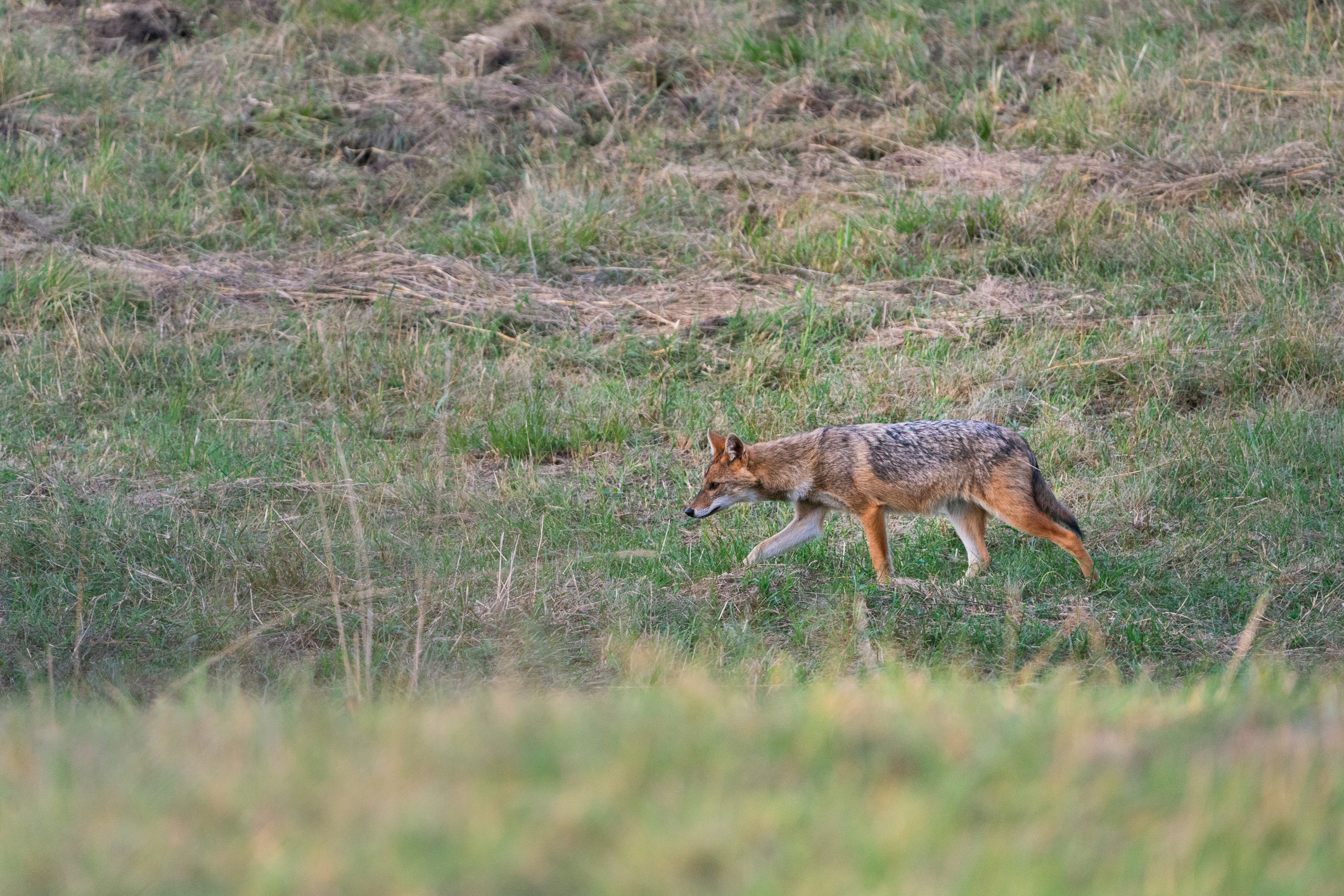 Șacalii s-au înmulțit îngrijorător. Localități întregi terorizate de animalele sălbatice, oameni disperați: „Nu mai ies din casă”