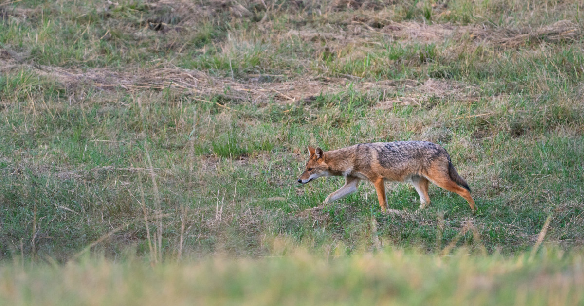 Șacalii s-au înmulțit îngrijorător. Localități întregi terorizate de animalele sălbatice, oameni disperați: Nu mai ies din casă|EpicNews