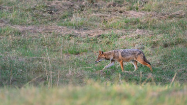 sacal in camp