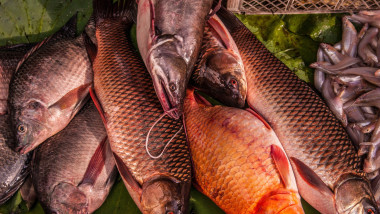 colorful fresh fish for sale at an open air market stall. The Russian Market, Phnom Penh, Cambodia. credit: Kraig Lieb