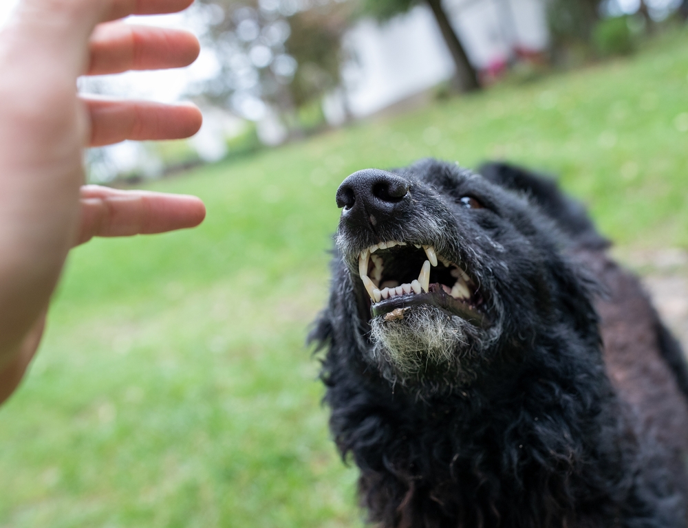 O femeie a fost găsită moartă în propria curte, după ce a fost atacată de un câine. Poliţia a deschis o anchetă