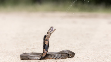 Mozambique spitting cobra ejecting venom