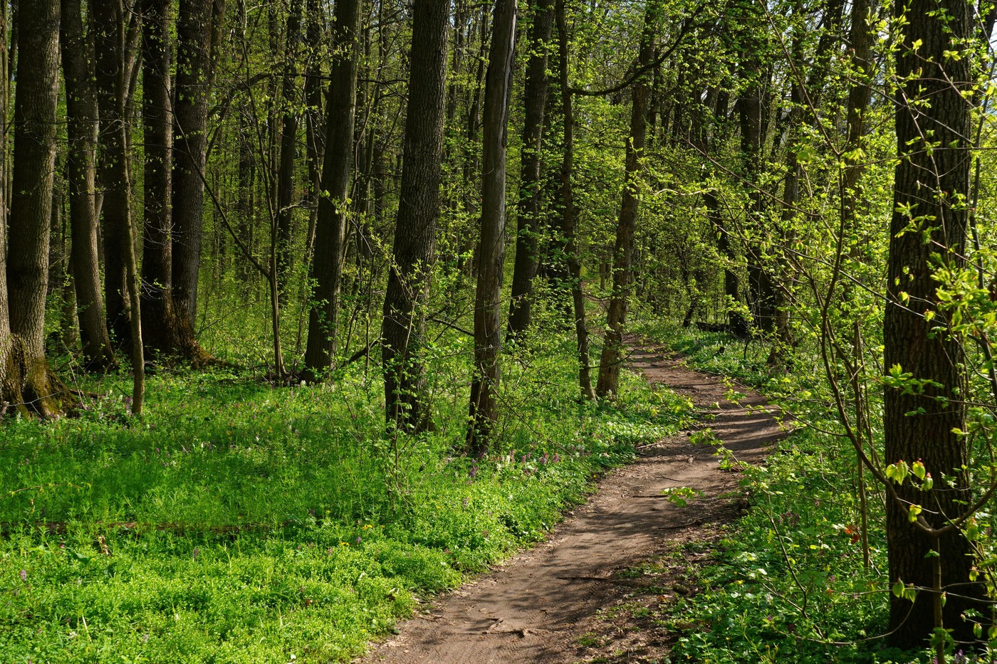 Padurea Crang redevine rezervatie naturala protejata dupa o decizie definitiva a Curtii de Apel Ploiesti