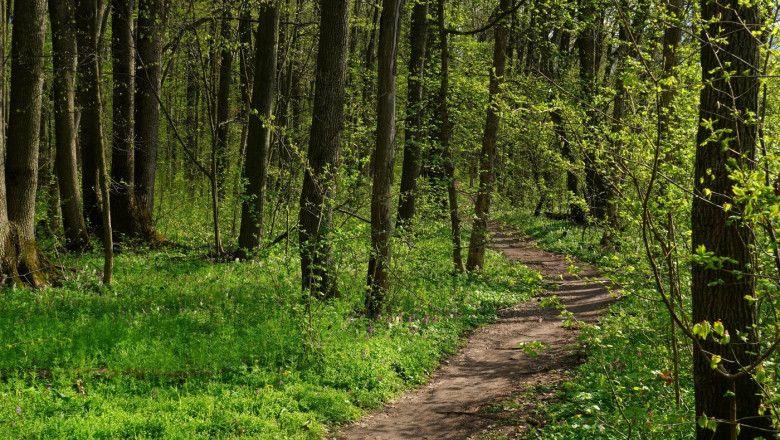 Narrow footpath among burgeoning trees in Baneasa forest near Bucharest in Romania, in spring sunny day, with flowers and green plants on the ground