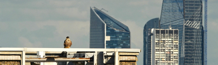 Urbana animalis: Sălbăticia orașului