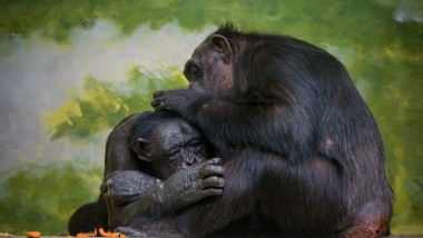 A,View,Of,The,Chimpanzees,In,The,Zoo,Enclosure