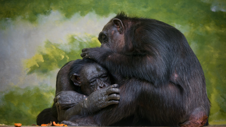 A,View,Of,The,Chimpanzees,In,The,Zoo,Enclosure