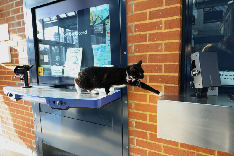 Tilly the adventurous cat, Weybridge, Surrey, UK - 17 Feb 2025