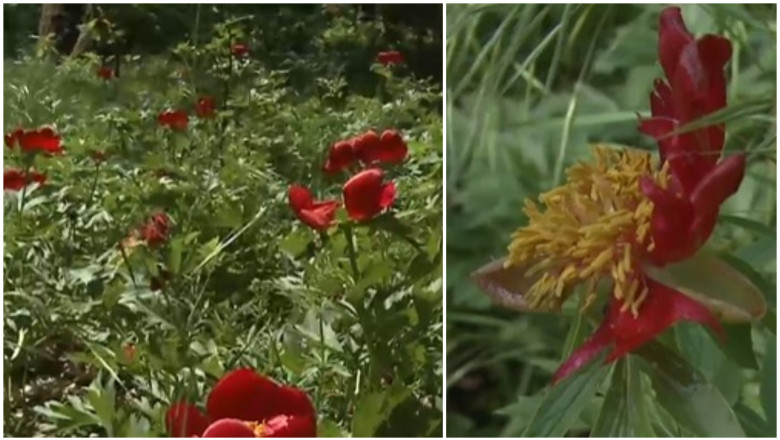 VIDEO  „N-am avut de ani de zile așa ceva”. Rezervație de bujori sălbatici distrusă de grindină. Cum arată acum pădurea unică în România