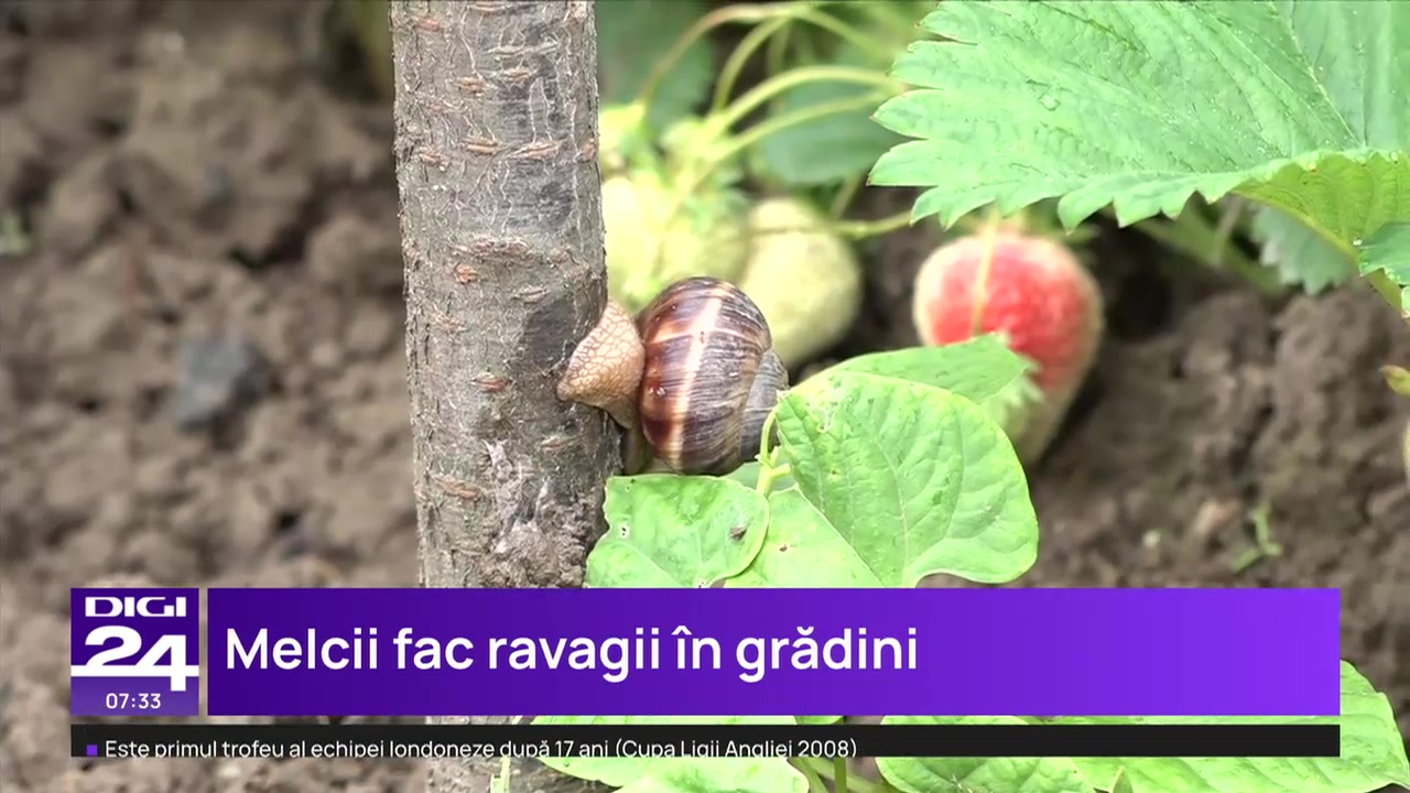 gros plant du pays nantais Château Guipière, L'Ecailler Gros Plant du Pays Nantais (2024) – Henry's  Wine & Spirit