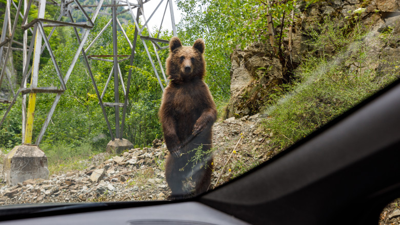 Un turist străin a fost muşcat de un urs pe care încerca să îl hrănească, pe Transfăgărăşan. A fost emis mesaj RO-Alert