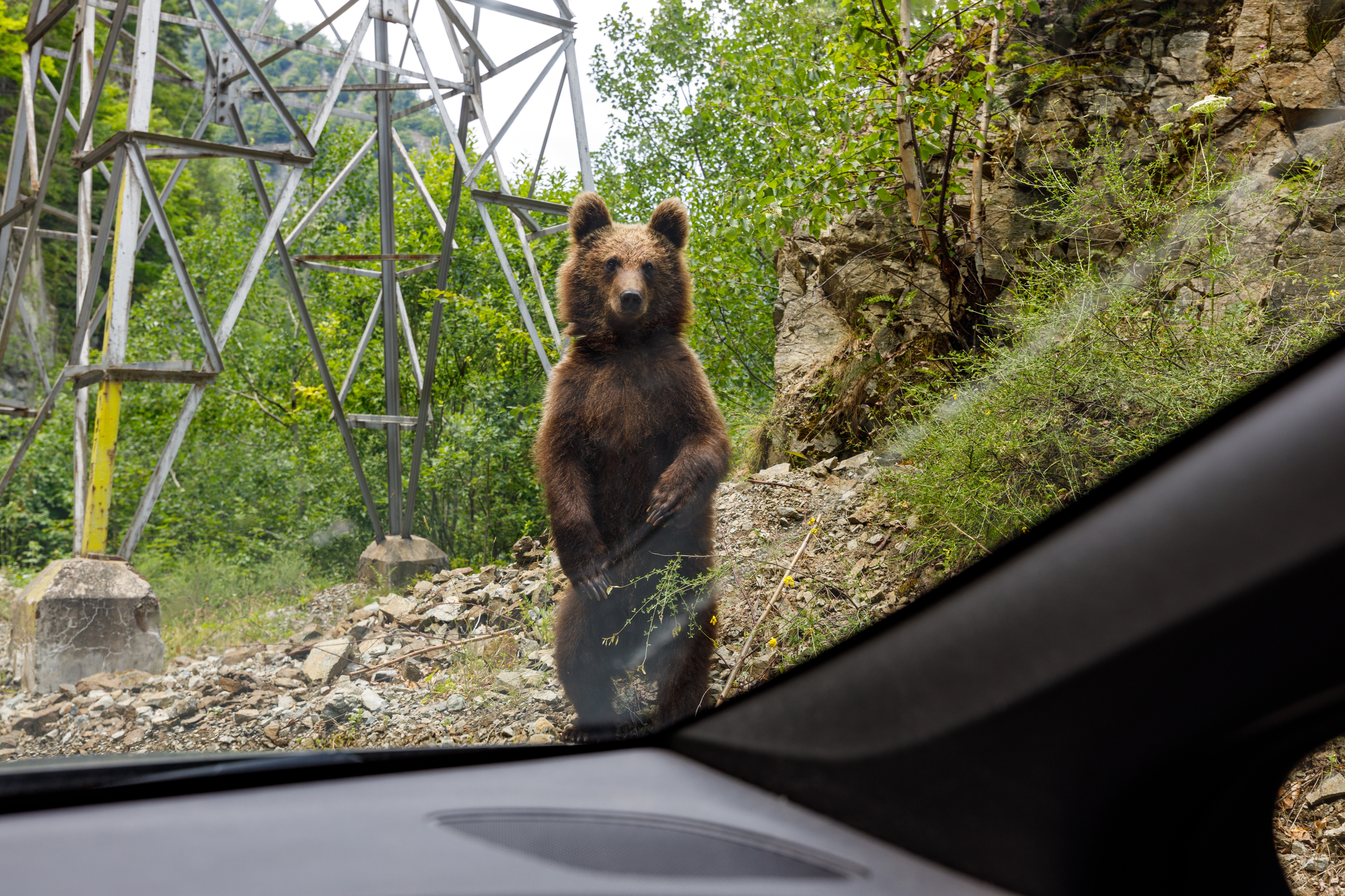 Un turist străin a fost muşcat de un urs pe care încerca să îl hrănească, pe Transfăgărăşan. A fost emis mesaj RO-Alert