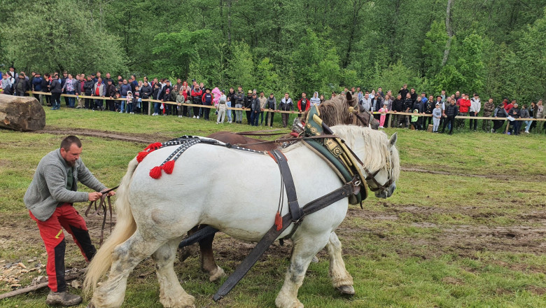 Dosar penal, după ce un cal a murit în urma unui concurs de tras bușteni, la un festival din Sângeorz-Băi