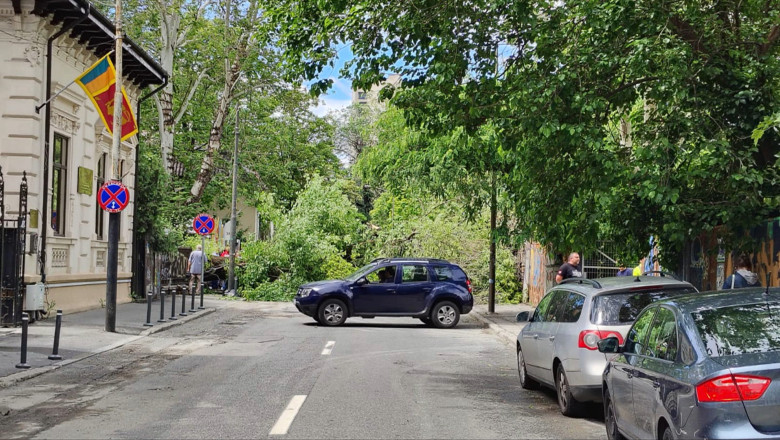 copac cazut in bucuresti