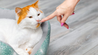 a woman's hand touches a cat's nose, close-up. cat sniffs a person's hand. cat meets man
