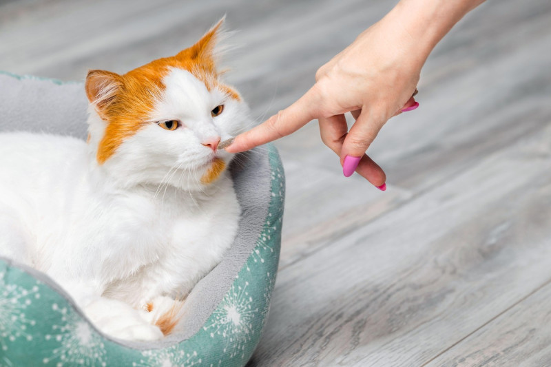 a woman's hand touches a cat's nose, close-up. cat sniffs a person's hand. cat meets man