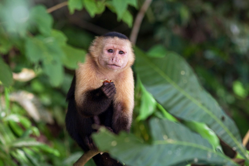 Panama, at the Gamboa rainforest resort the jungle can be visited.Monkey island is an island in a branch river from the canal. Tourists can go there a