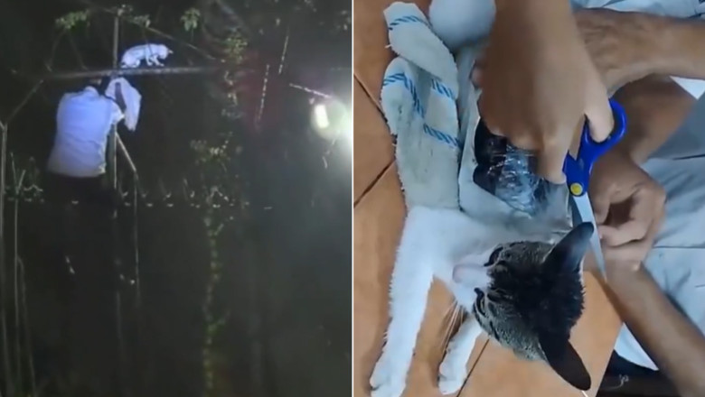 VIDEO  Pisică prinsă cu droguri lipite de corp, în timp ce încerca să sară gardul unei închisori din Costa Rica