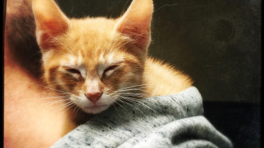 Adorable orange kitten in hood
