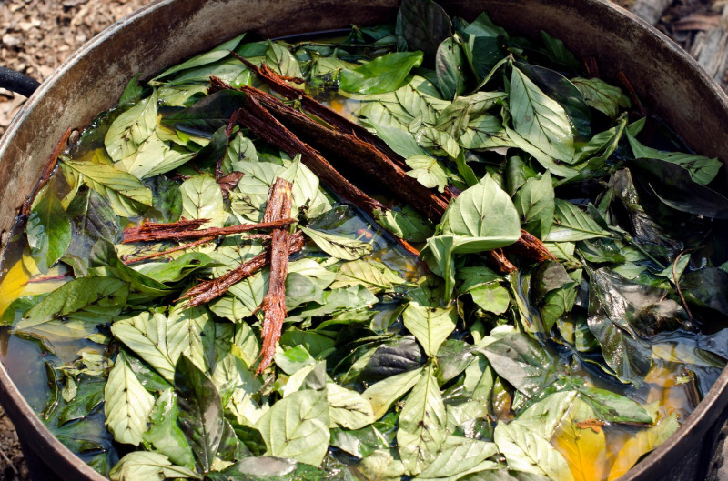 Ayahuasca and chakruna leaves cooked before ceremony,Pucallpa, Peru
