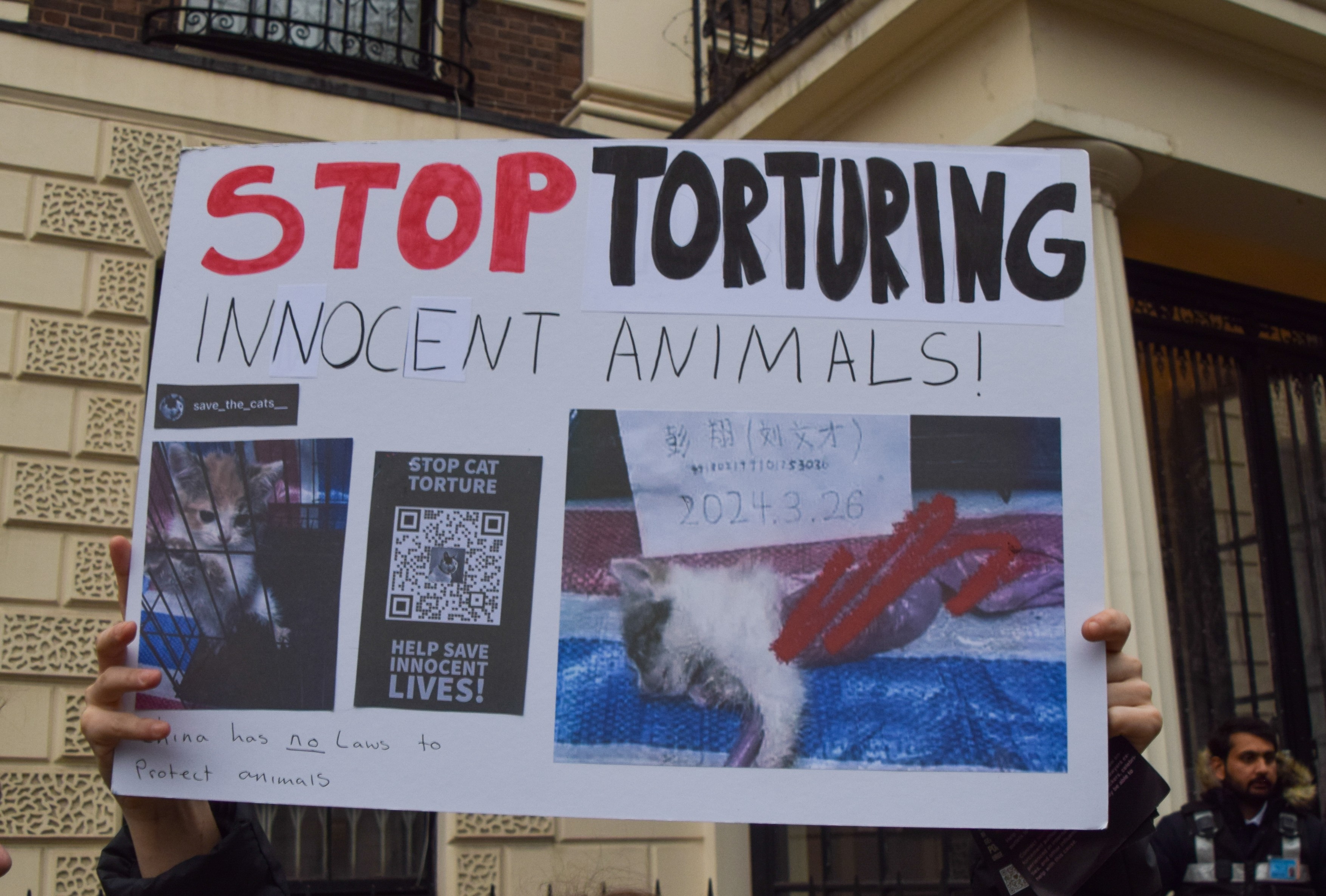 Subcultura bolnavă a torționarilor de pisici. Războiul secret dintre iubitorii de feline și cei care fac bani din „zoosadism”