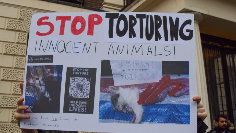 Subcultura bolnavă a torționarilor de pisici. Războiul secret dintre iubitorii de feline și cei care fac bani din „zoosadism”