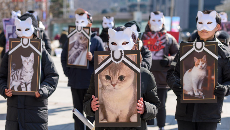 Pedepse mai aspre, în Italia, pentru cruzimea față de animale. Cum răspund în fața legii cei care organizează lupte de câini