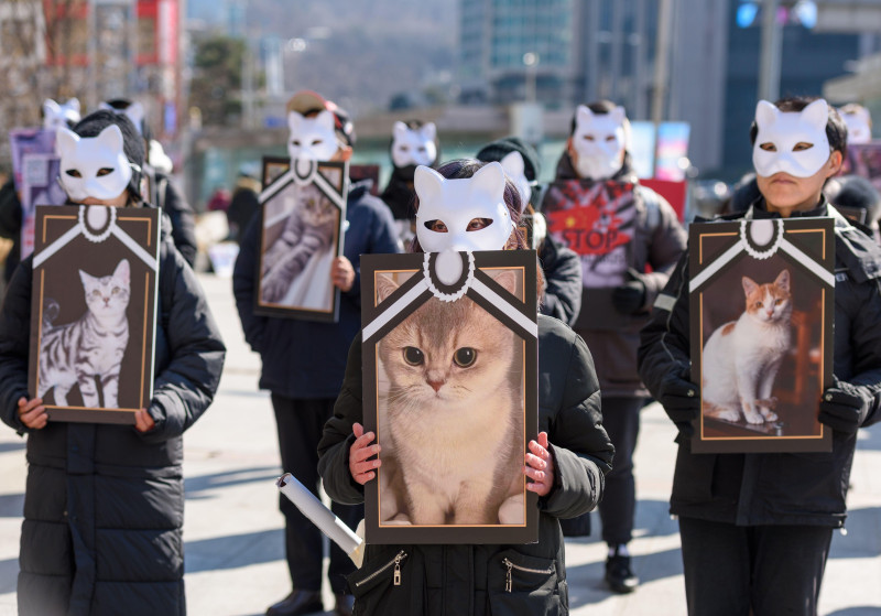 Seoul, South Korea. 22nd Feb, 2025. Activists wearing cat masks from animal rights groups hold placards during a rally near the Chinese embassy to call for China's punishment of cat torture groups and the enactment of animal protection laws. Credit: SOPA