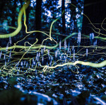 licurici-sua-fantome-albastre-2