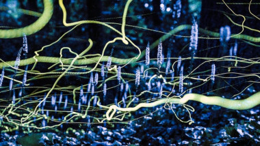 licurici phausis reticulata ziși și "fantome albastre" în Carolina de Nord, SUA